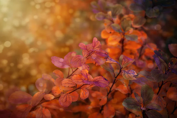 庭の暖かい午後の太陽の下で茂みの美しい赤い秋の葉 — ストック写真