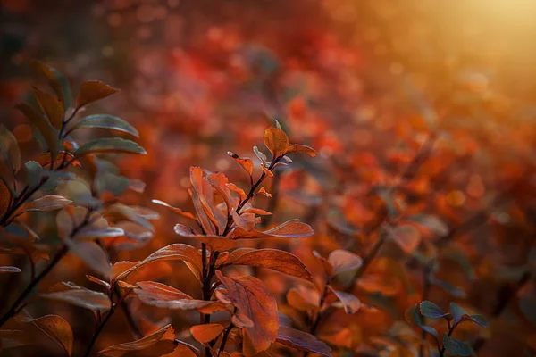 Mooie Rode Herfstbladeren Van Struik Warme Middagzon Tuin — Stockfoto