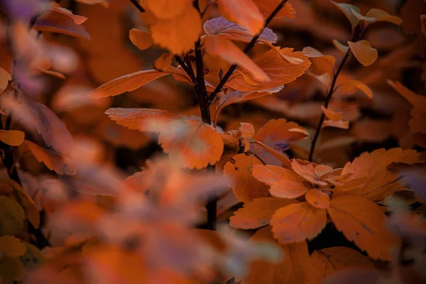 Folhas Vermelhas Bonitas Outono Arbusto Sol Quente Tarde Jardim — Fotografia de Stock