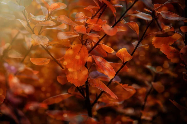 Hermosas Hojas Rojas Otoño Los Arbustos Cálido Sol Tarde Jardín —  Fotos de Stock