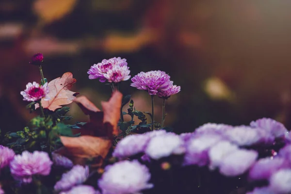 Красивые Осенние Цветы Хризантемы Крупным Планом Теплым Солнцем Парке — стоковое фото