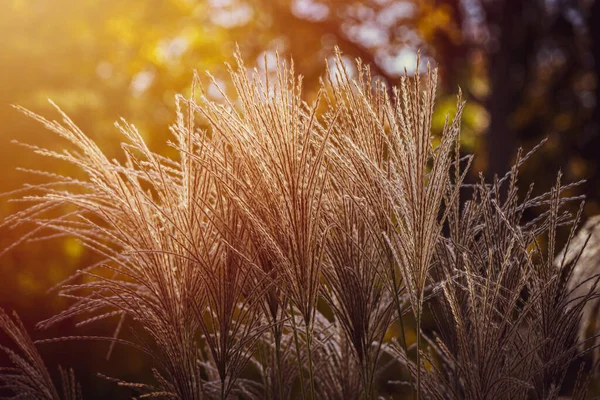 Hermoso Otoño Hierba Ornamental Cálido Sol Tarde — Foto de Stock