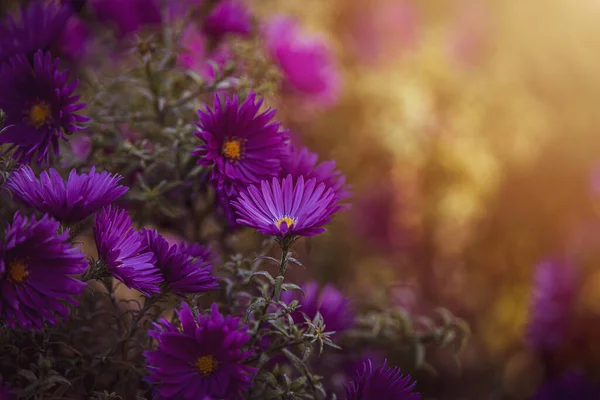 Piękny Jesień Kwiat Zbliżenie Ciepły Ray Słońce Park Flora Botanika — Zdjęcie stockowe