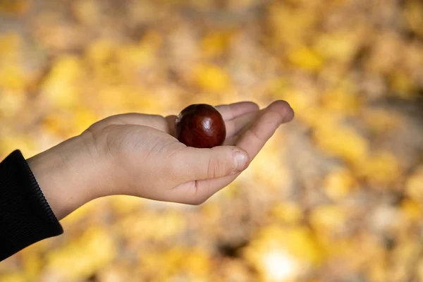 Красивый Осенний Каштан Лежит Руке Ребенка Осеннем Цветном Фоне — стоковое фото