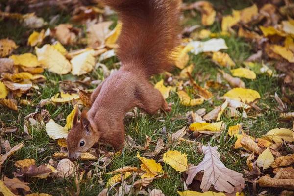 Beau Petit Écureuil Roux Avec Une Grande Noix Jour Automne — Photo