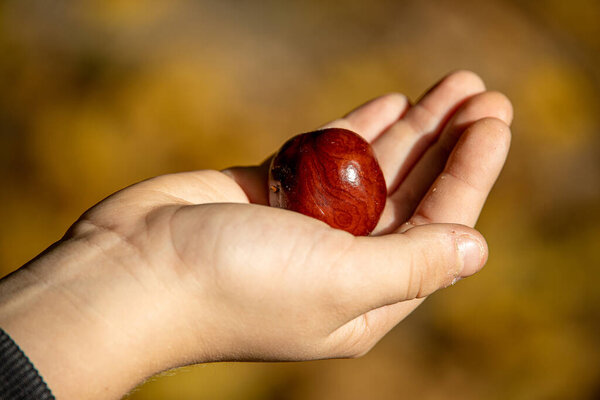 beautiful autumn chestnut lying on a child's hand on an autumn colored background