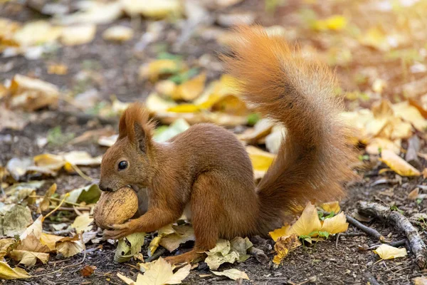 Beau Petit Écureuil Roux Avec Une Grande Noix Jour Automne — Photo