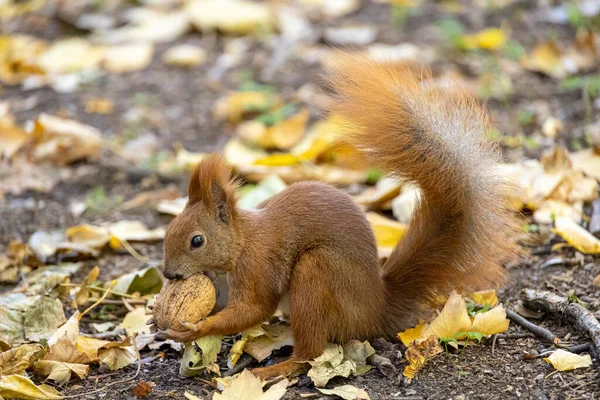 Beau Petit Écureuil Roux Avec Une Grande Noix Jour Automne — Photo