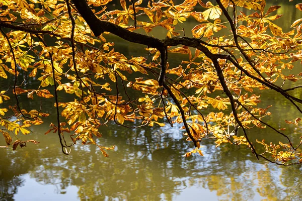 Wunderschöner Herbst Kastanienbaum Mit Goldgelben Blättern Warmem Sonnenschein Auf Wassergrund — Stockfoto