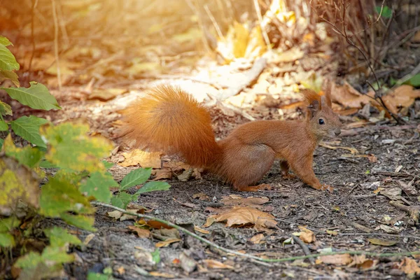 Krásná Malá Červená Veverka Velkým Vlašským Ořechem Podzim — Stock fotografie