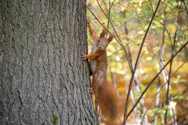 Krásná Malá Červená Veverka Velkým Vlašským Ořechem Podzim — Stock fotografie