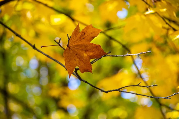 美しい紅葉が自然生息地の木に残され — ストック写真