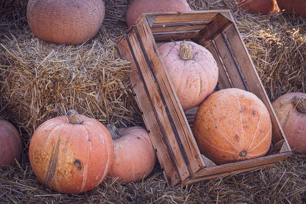 Mooie Oranje Herfst Verse Pompoen Liggend Buiten Als Decoratie — Stockfoto