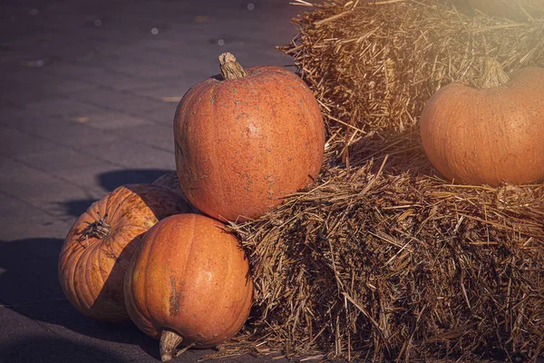 Bela Abóbora Fresca Laranja Outono Deitado Livre Como Uma Decoração — Fotografia de Stock