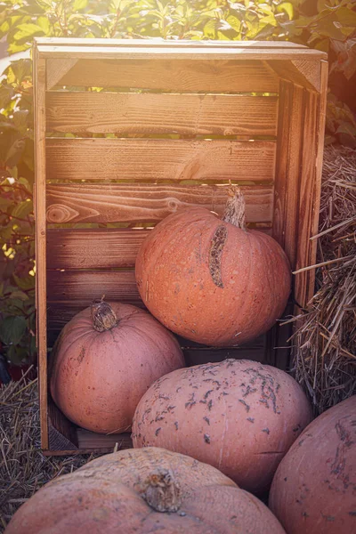 Красивая Оранжевая Осень Свежая Тыква Лежит Открытом Воздухе Качестве Украшения — стоковое фото
