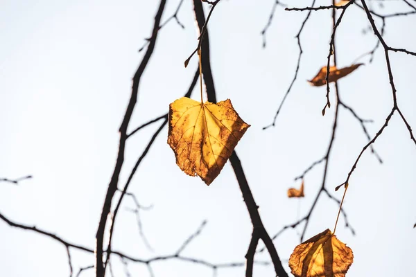 美しい紅葉が自然生息地の木に残され — ストック写真