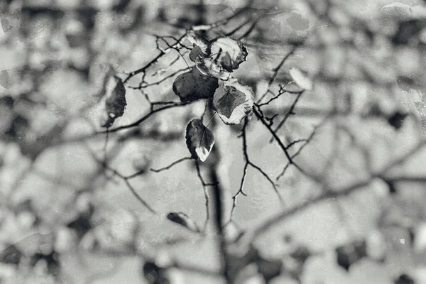 Gyönyörű Színes Őszi Levelek Természetes Élőhelyén — Stock Fotó