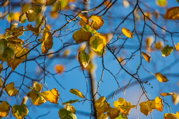 Piękne Kolorowe Liście Jesieni Drzewie Naturalnym Środowisku — Zdjęcie stockowe