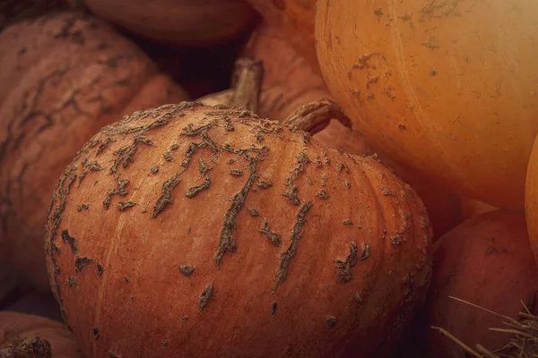 Schöner Orangefarbener Herbst Frischer Kürbis Der Draußen Als Dekoration Liegt — Stockfoto
