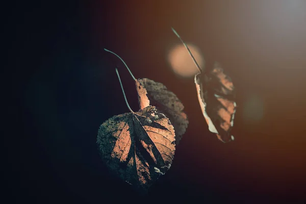 Hermosas Hojas Doradas Otoño Árbol Iluminadas Por Cálida Luz Suave —  Fotos de Stock