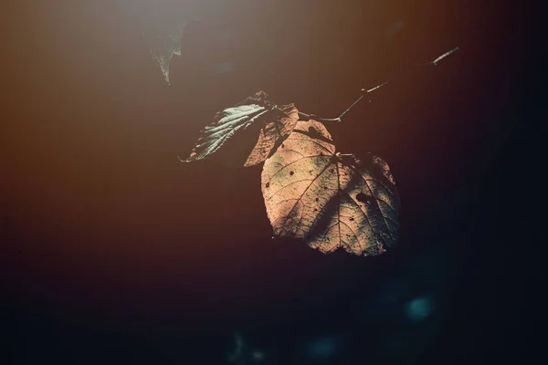 Красивые Осенние Золотые Листья Дереве Освещенные Теплым Мягким Послеобеденным Светом — стоковое фото
