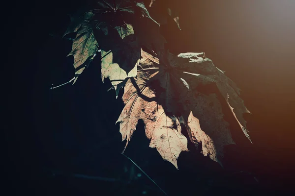 Hermosas Hojas Doradas Otoño Árbol Iluminadas Por Cálida Luz Suave —  Fotos de Stock