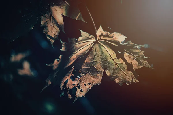 Vacker Höst Gyllene Löv Trädet Upplyst Varm Mjuk Eftermiddag Ljus — Stockfoto