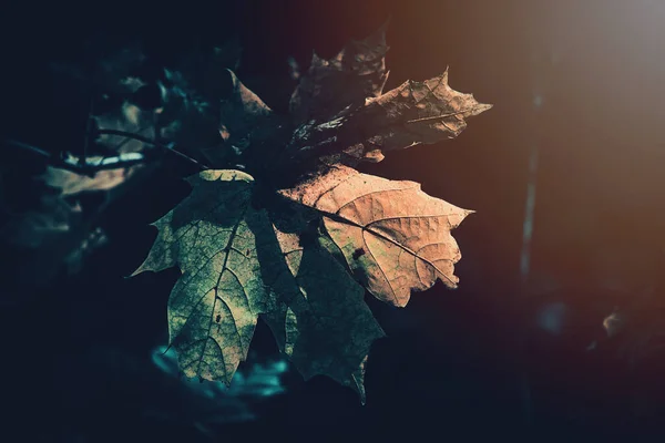 Hermosas Hojas Doradas Otoño Árbol Iluminadas Por Cálida Luz Suave —  Fotos de Stock