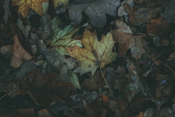 Красивый Осенний Красочный Природный Фон Опавшими Листьями Клена — стоковое фото