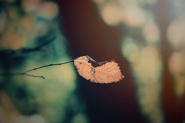 暖かい午後の光に照らされた木の上の美しい紅葉 — ストック写真