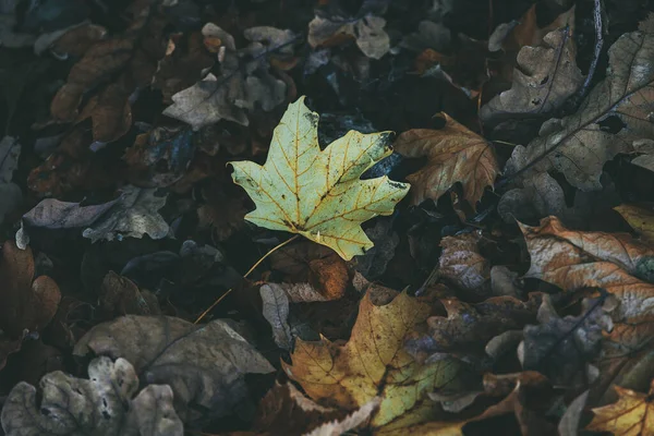 美丽的秋天 色彩艳丽的自然背景 枫叶飘落 — 图库照片