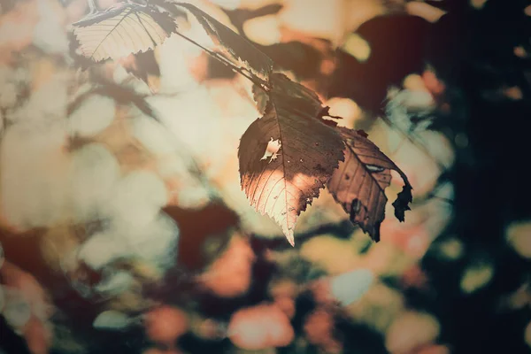 Όμορφα Φθινοπωρινά Χρυσά Φύλλα Στο Δέντρο Φωτισμένα Από Ζεστό Απαλό — Φωτογραφία Αρχείου