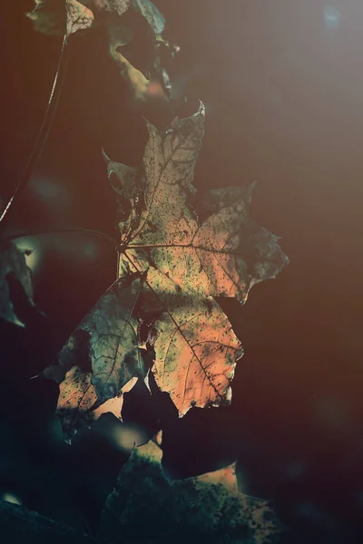 Belles Feuilles Dorées Automne Sur Arbre Éclairé Par Lumière Douce — Photo