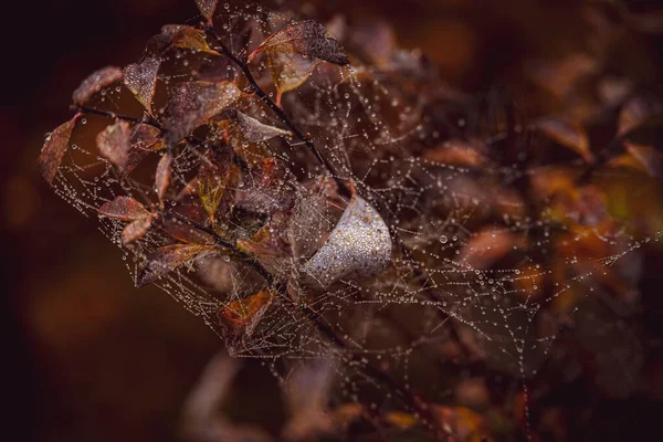 Όμορφοι Καφέ Φθινοπωρινοί Ογκόλιθοι Φύλλα Και Ιστό Αράχνης Σταγόνες Δροσιάς — Φωτογραφία Αρχείου