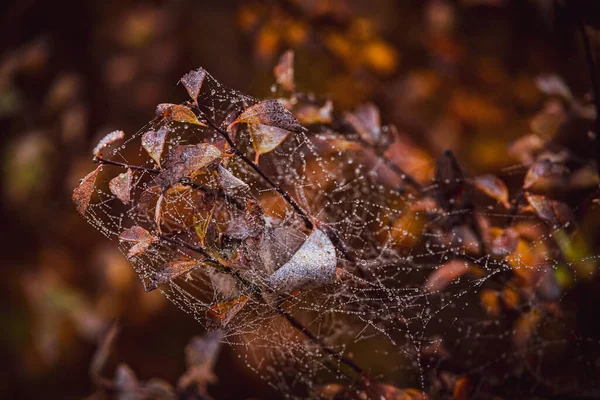 Mooie Bruine Herfst Rotsstruiken Met Bladeren Spinnenweb Met Dauwdruppels Close — Stockfoto