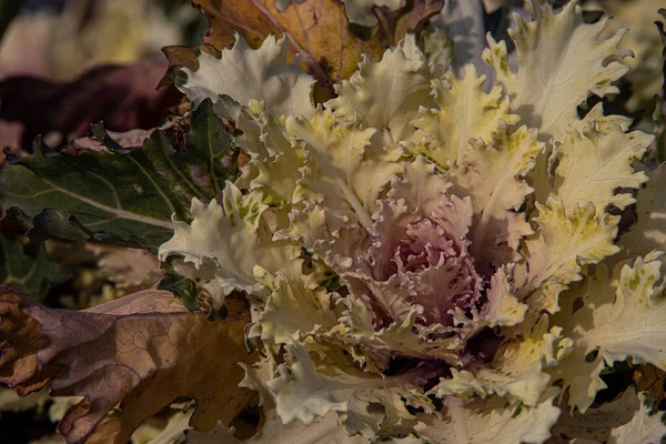 Hermoso Fondo Otoño Primer Plano Col Decorativa Creciendo Jardín Frío — Foto de Stock