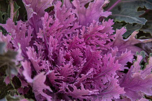 Beautiful Autumn Background Close Decorative Cabbage Growing Garden Cold November — Stock Photo, Image