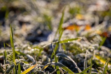 Güzel yeşil çimenler soğuk bir sonbahar sabahında donla kaplı.
