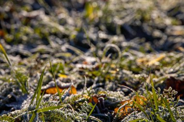 Güzel yeşil çimenler soğuk bir sonbahar sabahında donla kaplı.