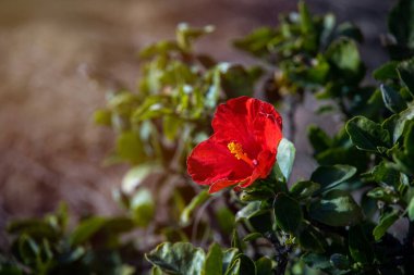 Güzel kırmızı çiçek çiçeği, yeşil yaprakların arasında bir yaz bahçesinde büyüyor.