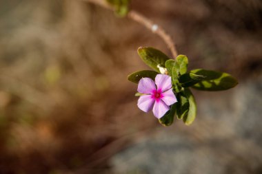 Güzel, küçük bir çiçek ılık bir yaz günü bahçede yeşil yaprakların arka planına karşı