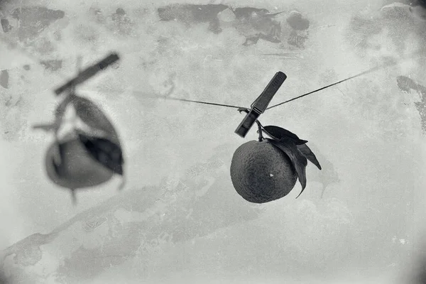 açık arkaplanda siyah ve beyaz renklerde yaprakları olan büyük turuncu bir mandalina.