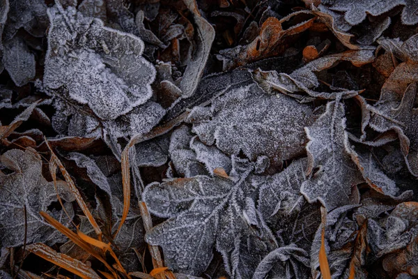 Schönen Herbst Hintergrund Mit Braunen Eichenblättern Mit Frost Bedeckt — Stockfoto