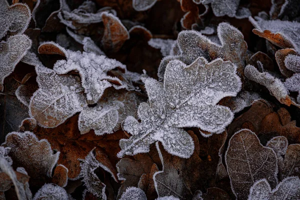 Beau Fond Automne Avec Des Feuilles Chêne Brun Recouvert Gel — Photo