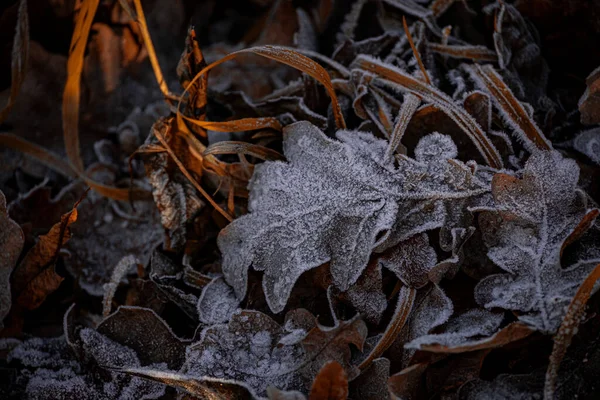 Krásné Podzimní Pozadí Hnědými Dubovými Listy Pokryté Mrazem — Stock fotografie