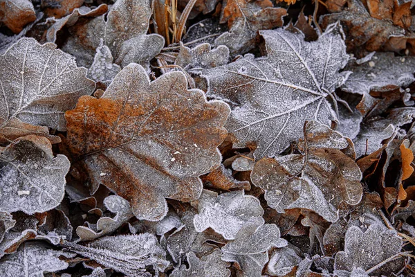 Όμορφο Φόντο Φθινόπωρο Καφέ Φύλλα Βελανιδιάς Καλύπτονται Παγετό — Φωτογραφία Αρχείου