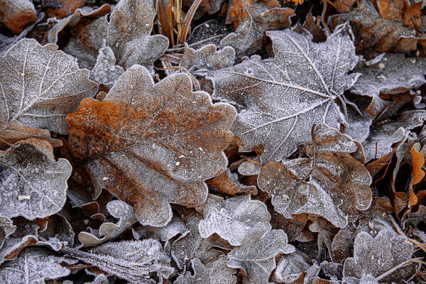 beautiful autumn background with brown oak leaves covered with frost