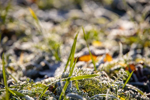 Beautiful Green Grass Lawn Covered Frost Cold Autumn Morning — Stock Photo, Image