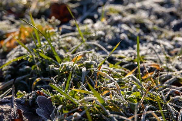 Όμορφο Πράσινο Γρασίδι Στο Γκαζόν Καλυμμένο Παγετό Ένα Κρύο Πρωινό — Φωτογραφία Αρχείου