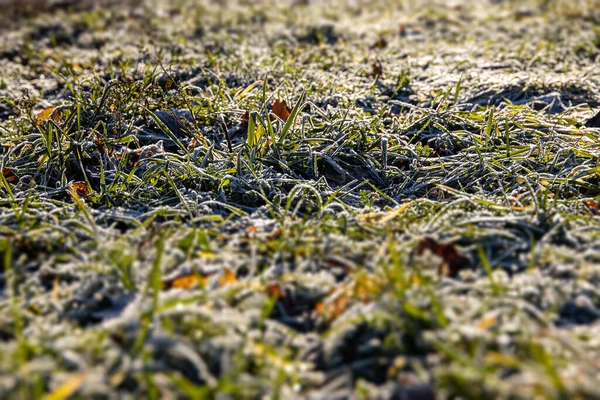 寒い秋の朝に霜で覆われた芝生の上の美しい緑の草 — ストック写真